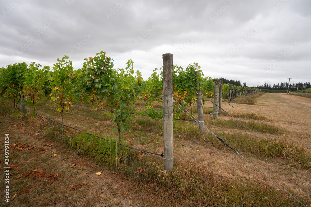 Grapes being grown on a vineyard