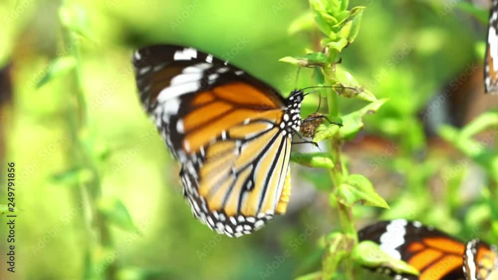 Beautiful butterfly in the tropical rainforest Beautiful butterfly in the tropical rainforest