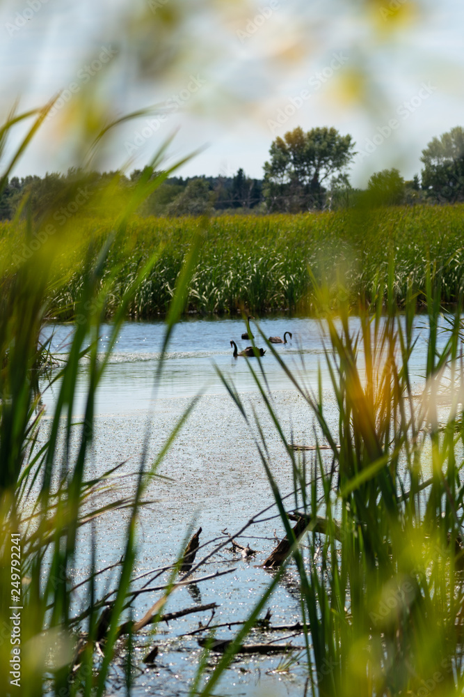 Black Swans in the wetlands at Lake Wairarapa New Zealand