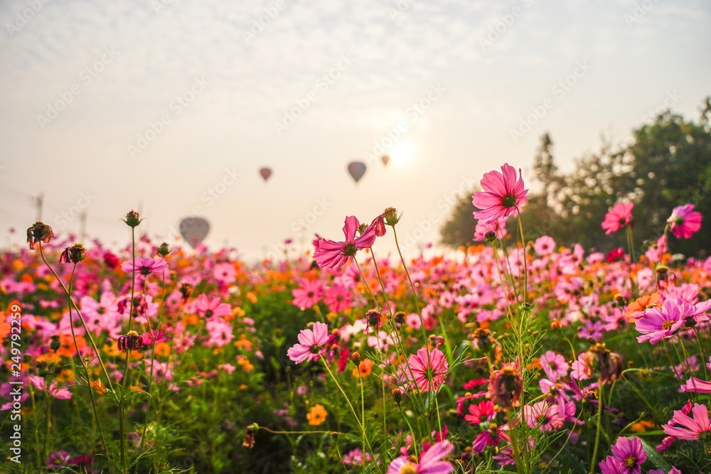 field of pink flowers