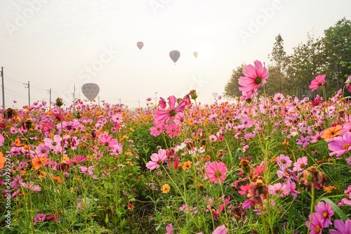 field of pink flowers