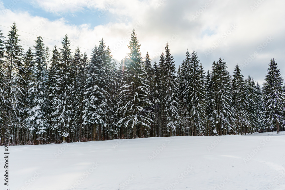 forest in winter forest in winter