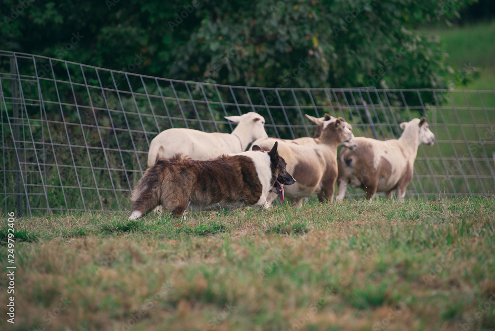 Fototapeta premium dog in a field herding sheep