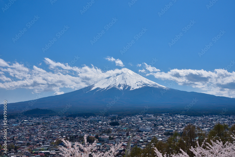 山梨　新倉山浅間公園の桜と富士山