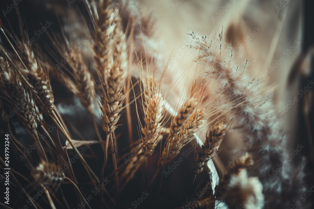 close up of ripe wheat, for background close up of ripe wheat, for background