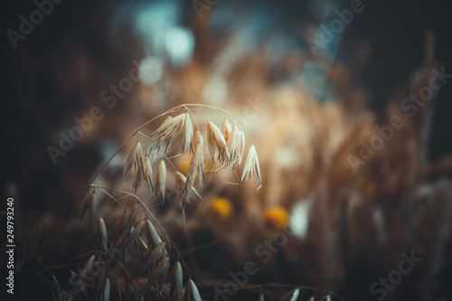 close up of ripe wheat, for background © joeycheung