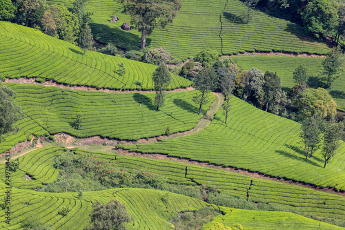 Tea estate