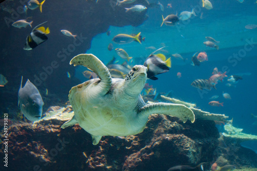 水族館のウミガメ