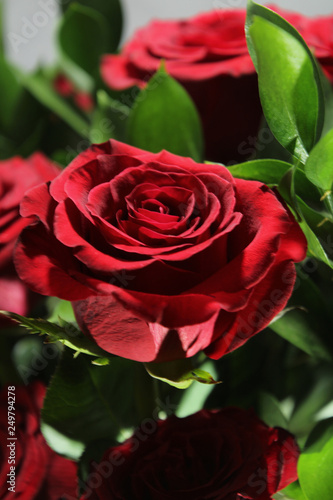Artistically Lit Red Rose