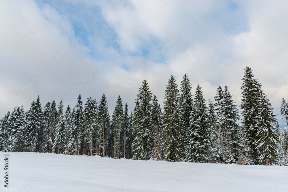 Winter landscape