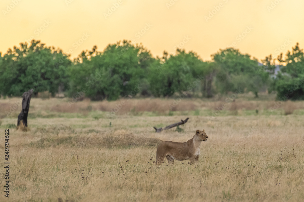 The Savuti Marsh Pride lions roam in the Chobe National Park Botswana. The Savuti Marsh Pride lions roam in the Chobe National Park Botswana.