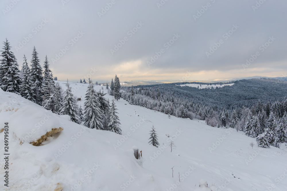 Winter landscape