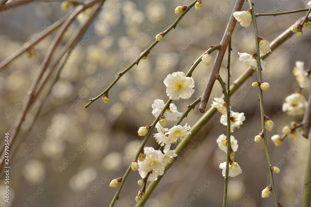 Fototapeta premium 梅の花