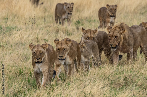 The Savuti Marsh Pride lions roam in the Chobe National Park Botswana.