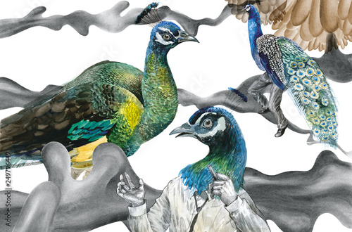 Peacocks on white background