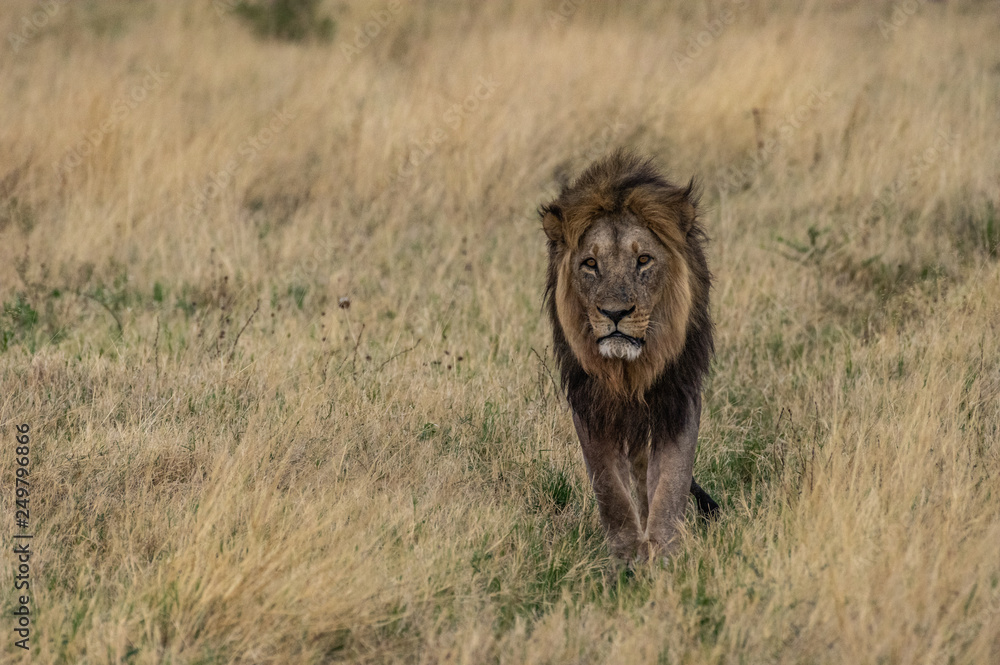 The Savuti Marsh Pride lions roam in the Chobe National Park Botswana. The Savuti Marsh Pride lions roam in the Chobe National Park Botswana.