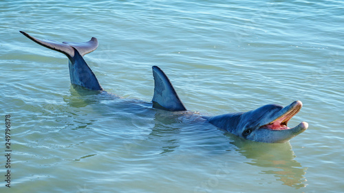 dolphins at monkey mia, sharkes bay, western australia 35