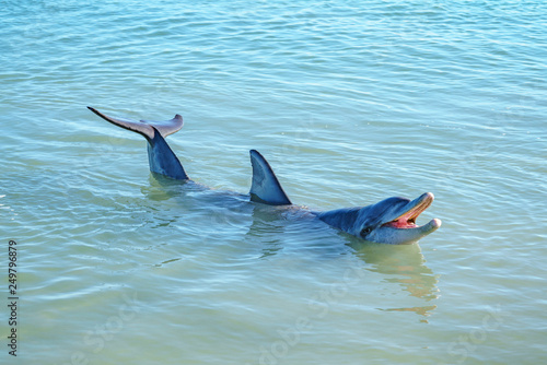 dolphins at monkey mia, sharkes bay, western australia 34