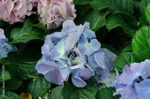 close-up of blue pink Hydrangea in the garden  in flower festival at  Chiangmai Thailand.