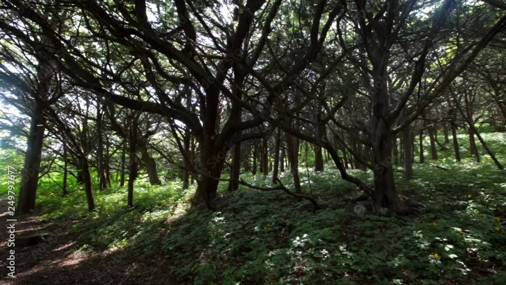 Magic Forest, Yew Grove, Petrov Islands in the Lazovsky Reserve in Primorsky Krai Magic Forest, Yew Grove, Petrov Islands in the Lazovsky Reserve in Primorsky Krai