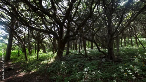 Magic Forest, Yew Grove, Petrov Islands in the Lazovsky Reserve in Primorsky Krai photo