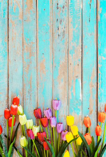 Tulip blossom flowers on vintage wooden background, border  frame design. vintage color tone - concept flower of spring or summer background