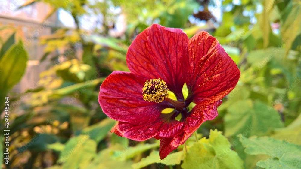 Red Hibiscus Flower