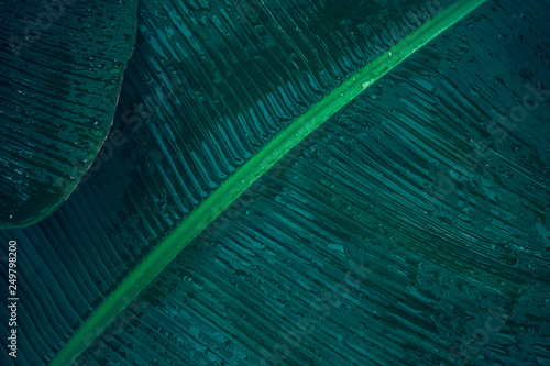 Close-up foliage of tropical leaf in dark green with rain water drop texture,  abstract nature background.