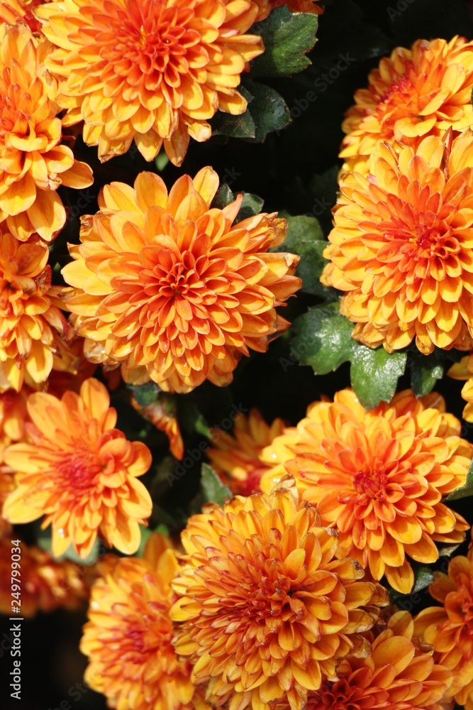 Chrysanthemums flower is beautiful in the garden Chrysanthemums flower is beautiful in the garden