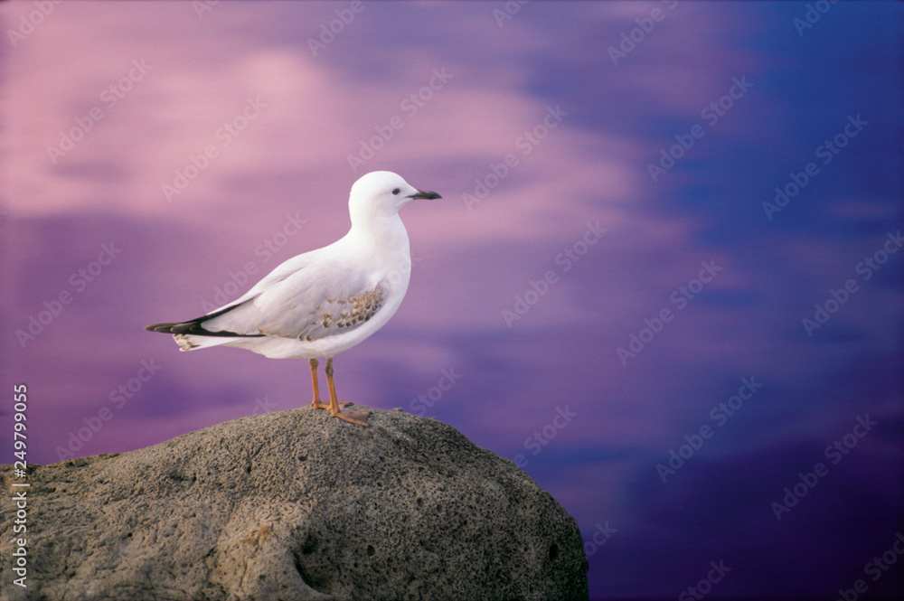 Seagull on rock looking into the distance Seagull on rock looking into the distance