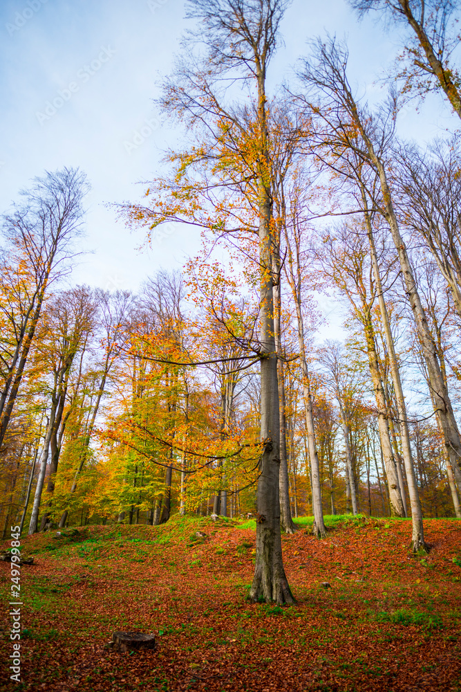 Fototapeta premium Autumn landscape at Sarmisegetusa , Romania