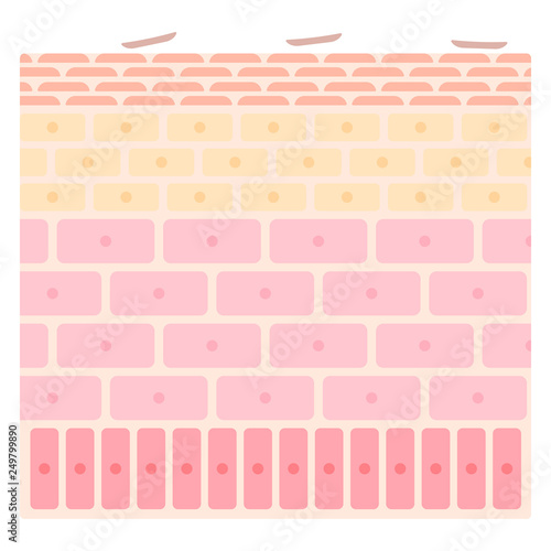 表皮の構造のシンプルでかわいいイラスト Stock イラスト Adobe Stock 表皮の構造のシンプルでかわいいイラスト Stock イラスト Adobe Stock