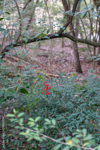 View of Red Round Berry With Forest in the Background