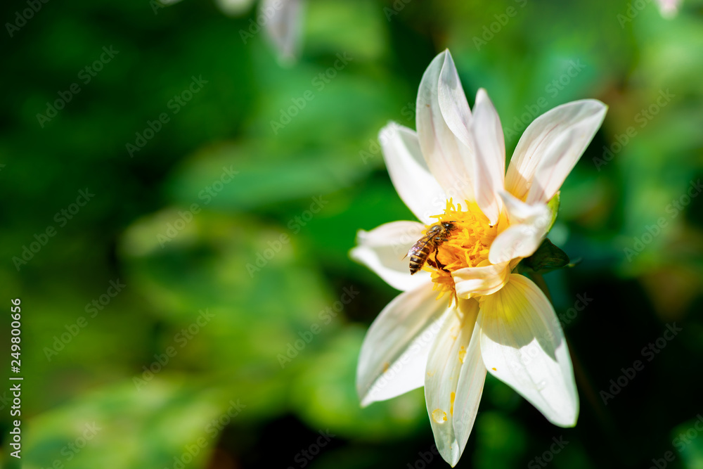 Naklejka premium honey bee sitting on the white flower