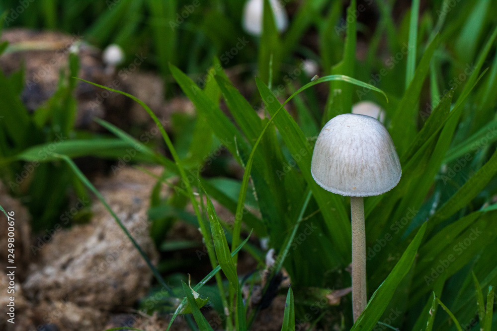 Mushrooms (Panaeolus semiovatus) in the foreground, on herbivore dung Mushrooms (Panaeolus semiovatus) in the foreground, on herbivore dung