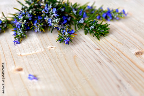 Bunch of blooming rosemary twigs with beautiful blue flowers on the upper side of a natural bright pale wooden surface. Copy space. Soft focus.