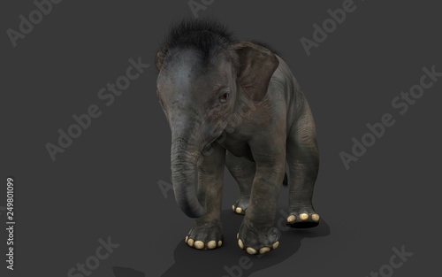 baby Elephant