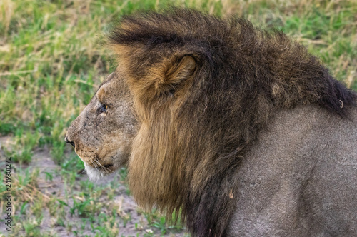 The Savuti Marsh Pride lions roam in the Chobe National Park Botswana.