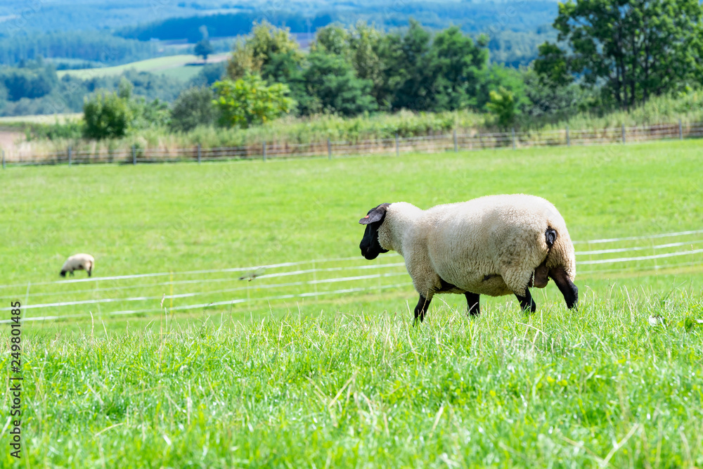 Obraz premium 放牧中の羊 / 北海道 美瑛町