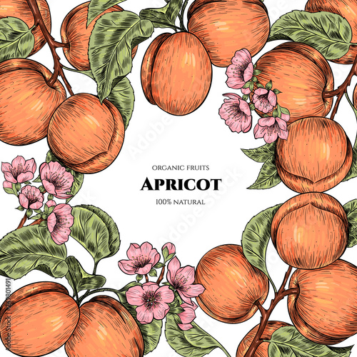 Vector frame with apricots and flowers. Hand drawn. Vintage style