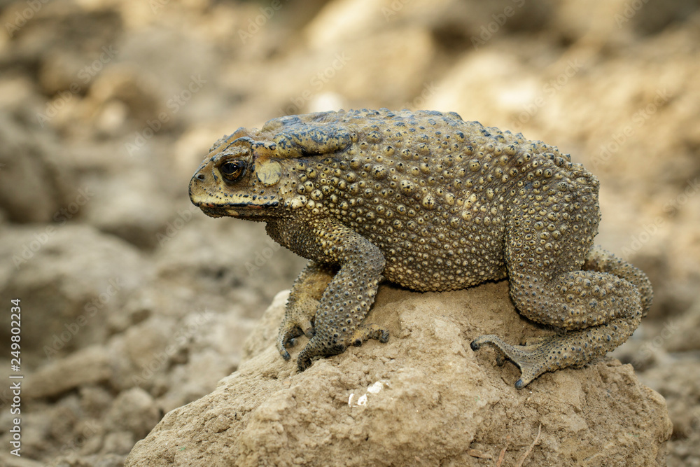 Image of toad(bufonidae) is on the soil lump. Amphibian. Animal. Image of toad(bufonidae) is on the soil lump. Amphibian. Animal.