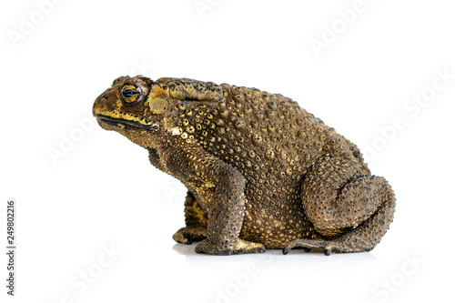 Image of toad(Bufonidae) isolated on a white background. Amphibian. Animal.