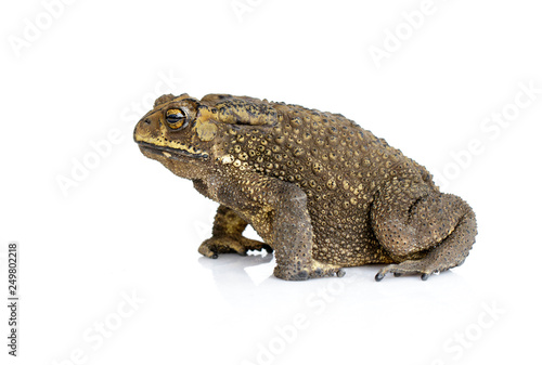 Image of toad(Bufonidae) isolated on a white background. Amphibian. Animal.