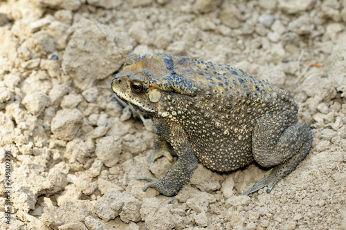 Image of toad(bufonidae) is on the soil lump. Amphibian. Animal.