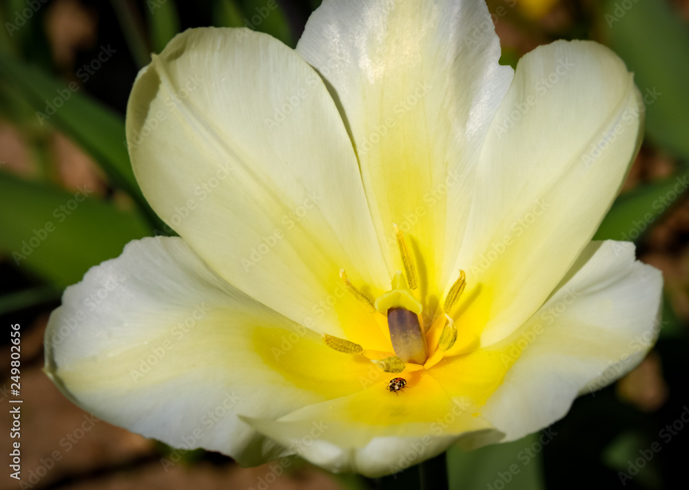 Beautiful tulip on the garden Beautiful tulip on the garden