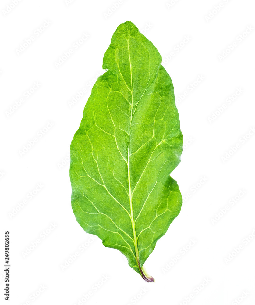 Fresh leek leaf closeup Fresh leek leaf closeup