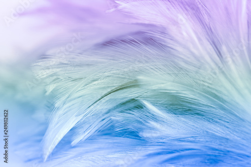 Blur styls and soft color of chickens feather texture for background, Abstract colorful © apimook