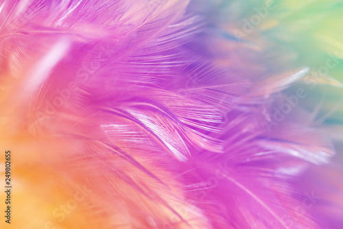 Blur styls and soft color of chickens feather texture for background, Abstract colorful