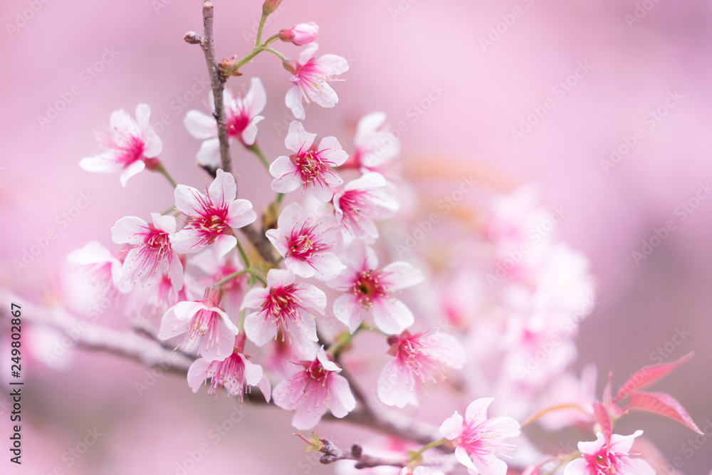 Fototapeta premium Wild Himalayan Cherry or Sour cherry in Thailand using as nature background
