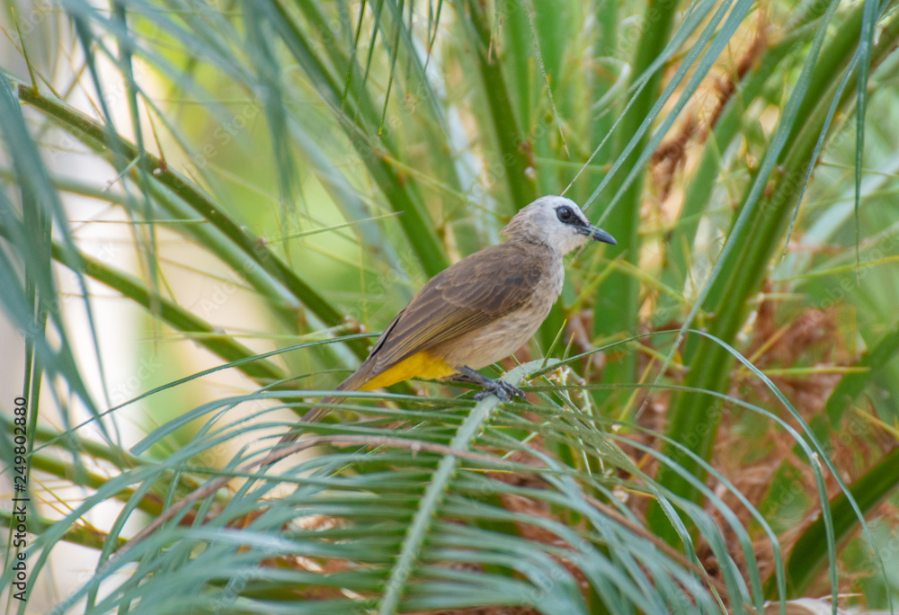Yellow-vented Bulbul Perched on a tree branch Yellow-vented Bulbul Perched on a tree branch